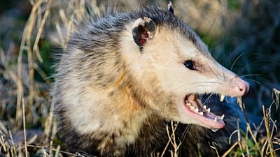 All About Opossums