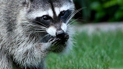 Amazing Raccoon Stories from the Havahart® Community