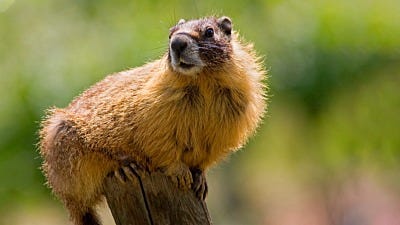 Catching a Marmot on the Tomten Farm