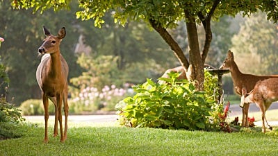 Certifying Your Yard or Garden as a Wildlife Habitat