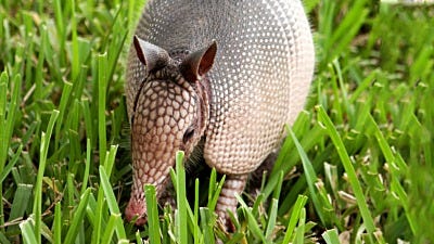 Choosing the Best Method to Get Rid of Armadillos