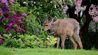 Deer Proof Flowers … Don’t Put all your Flowers in One Basket