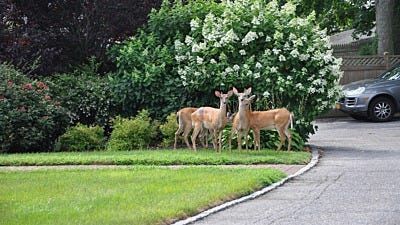 Deer Repellent Tips from Homeowners