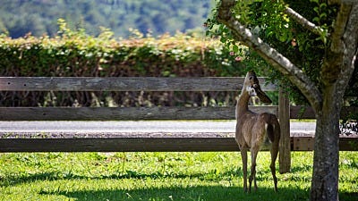 Deer Resistant Plants