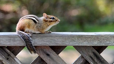 Do You Have Critters Feasting in Your Garden?