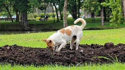 Dog Repellent Made Easy