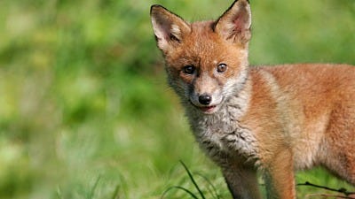 Essential Tips for Trapping Foxes