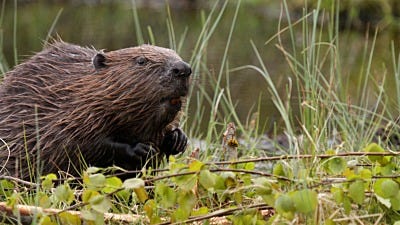 Facts About Beavers