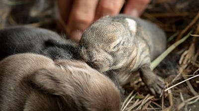 Found an Abandoned Baby Animal? Now What?