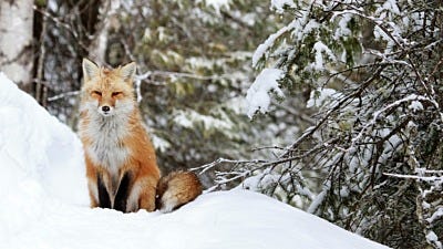 How Animals Survive in Winter