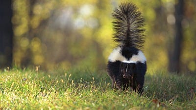 How Skunks Spray and Other Skunk Spray Facts