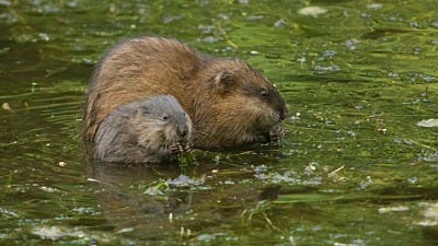 How to Catch a Muskrat