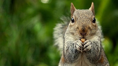 How to Catch Squirrels with Peanut Butter