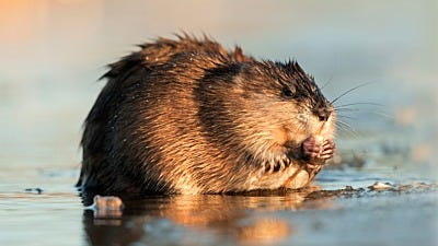 How to Deter Muskrats