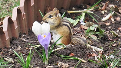 How to Get Rid of Chipmunks in Your Garden