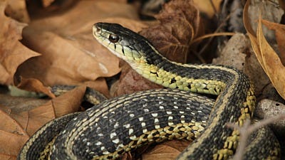 How to Get Rid of Garter Snakes