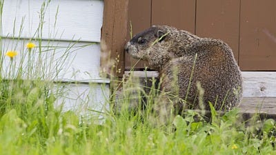 How to Get Rid of Groundhogs on Your Property