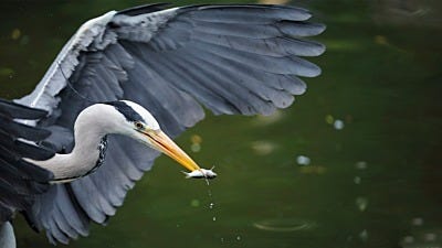 How to Get Rid of Herons