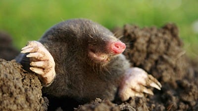 How to get Rid of Mole Pests