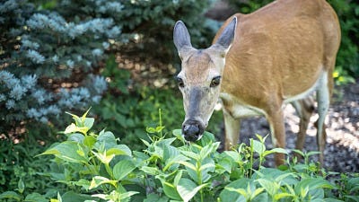 How to Keep Deer Out of Your Garden