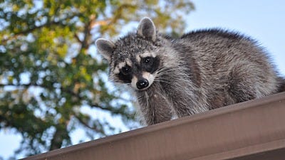 safely remove squirrels in your attic