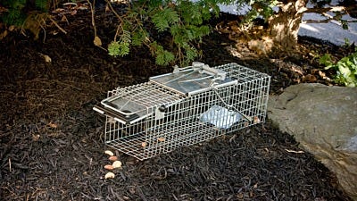 How to Trap Squirrels