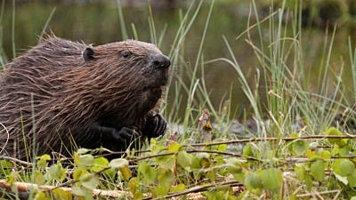 How to Trap and Repel Beaver Pests