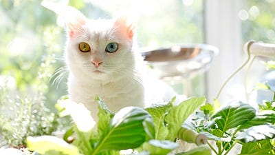 Indoor Cats and House Plants - A Bad Mix