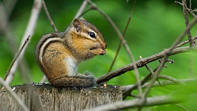 Interesting Chipmunk Facts