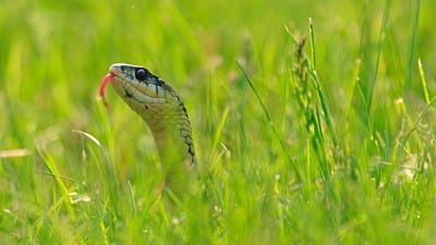 It’s Snake Season – What That Means for You and the Snake