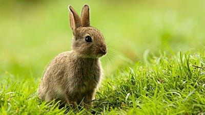 Keep Wild Animals Away When You Don't Want a Fence