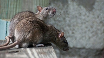 Mice vs. Rats