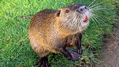 Nutria – An Animal You Will Be Seeing More Of