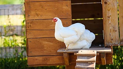Protecting Chickens From Predators