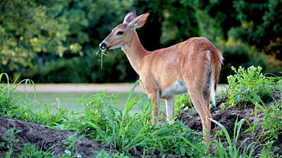 Protecting Plants From Deer