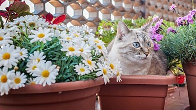 Reclaim your Flowerbed with Plants that Deter Cats