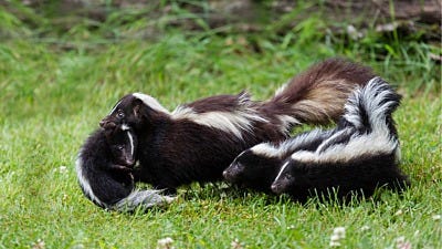 Say Goodbye to Skunks