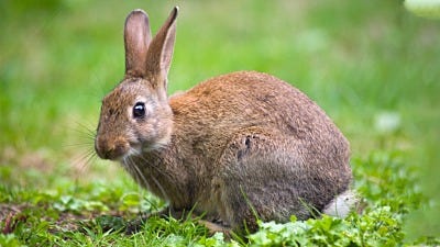 The Best Rabbit Bait and Trapping Tips