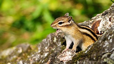 The Chipmunks You Don’t Want to Hear Sing