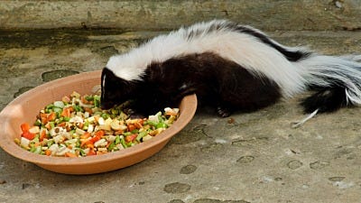 The Dangers of Feeding Raccoons and Skunks