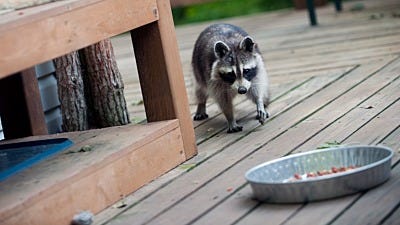 The Do’s and Don’ts of Feeding Wild Animals