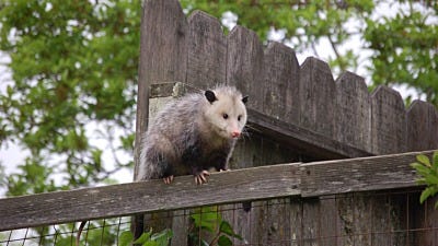 The Drooling Possum on the Porch