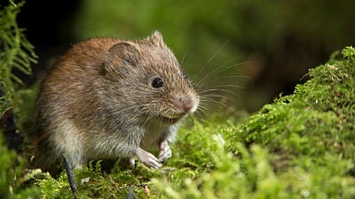 Tips for Trapping Voles