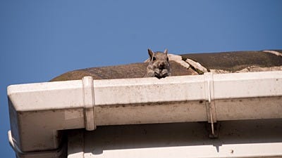 Tips from a Pro: Get Rid of Animals in Your Attic or Walls