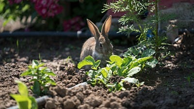 Using Live Traps To Trap Animals