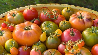 What to Do with a Surplus of Tomatoes from Your Garden