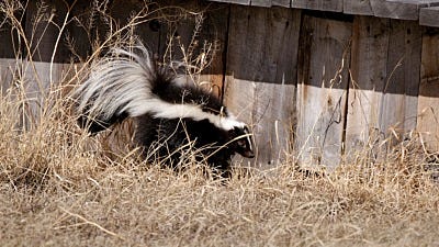 What to Do with a Trapped Skunk