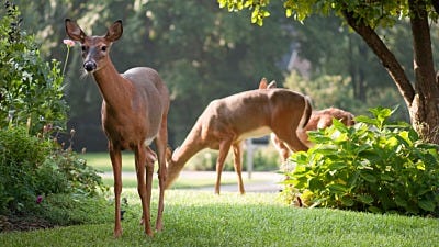 Which Critters Are Bad for Your Plants? 