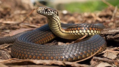 Identify and Get Rid of Poisonous Snakes in Your Yard