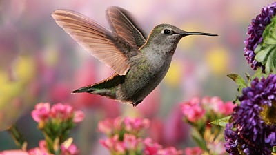 How to Attract Hummingbirds to Your Garden